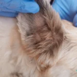 Anaplasmosis in Dogs