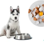 Can Dogs Eat Egg Shells