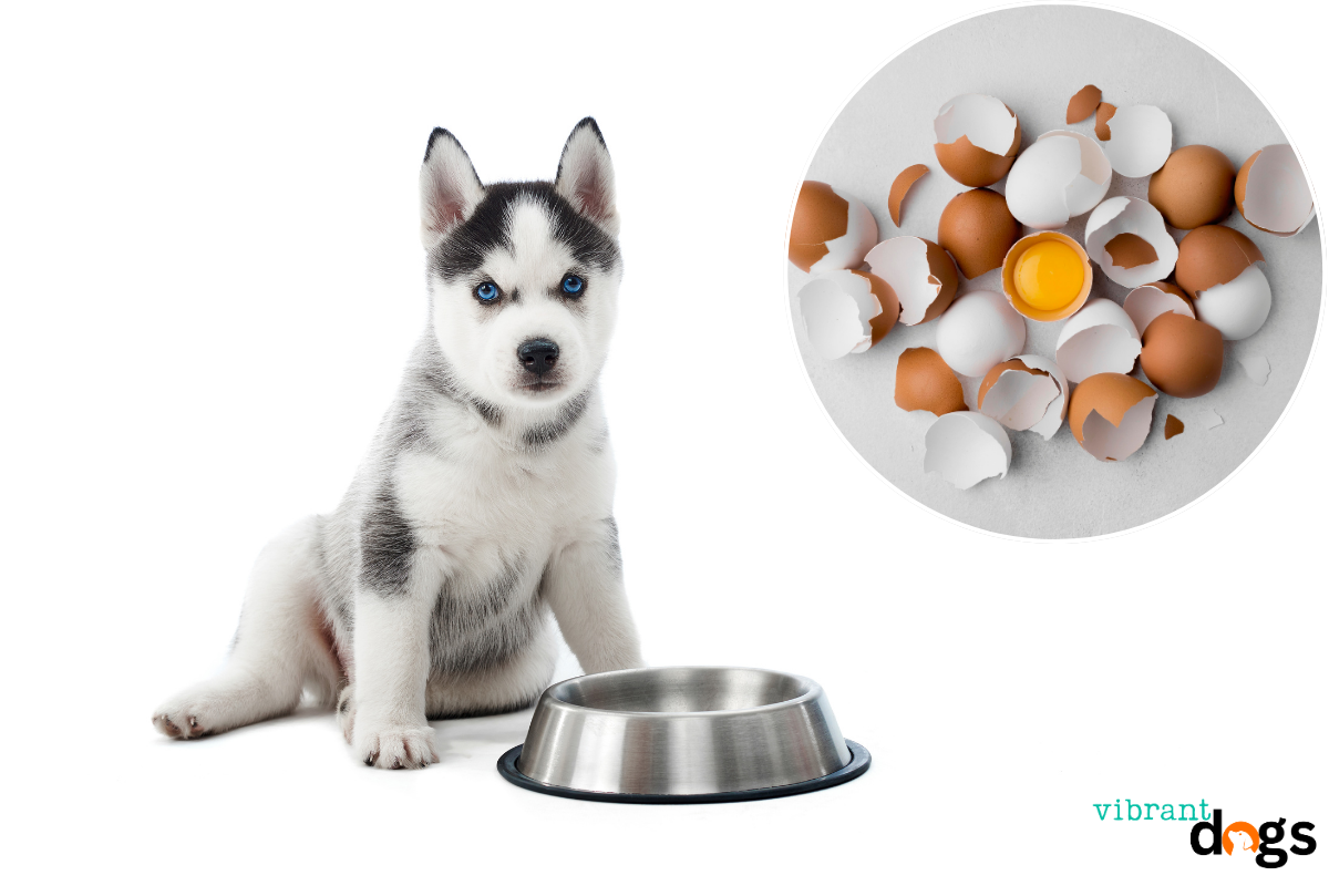 Can Dogs Eat Egg Shells