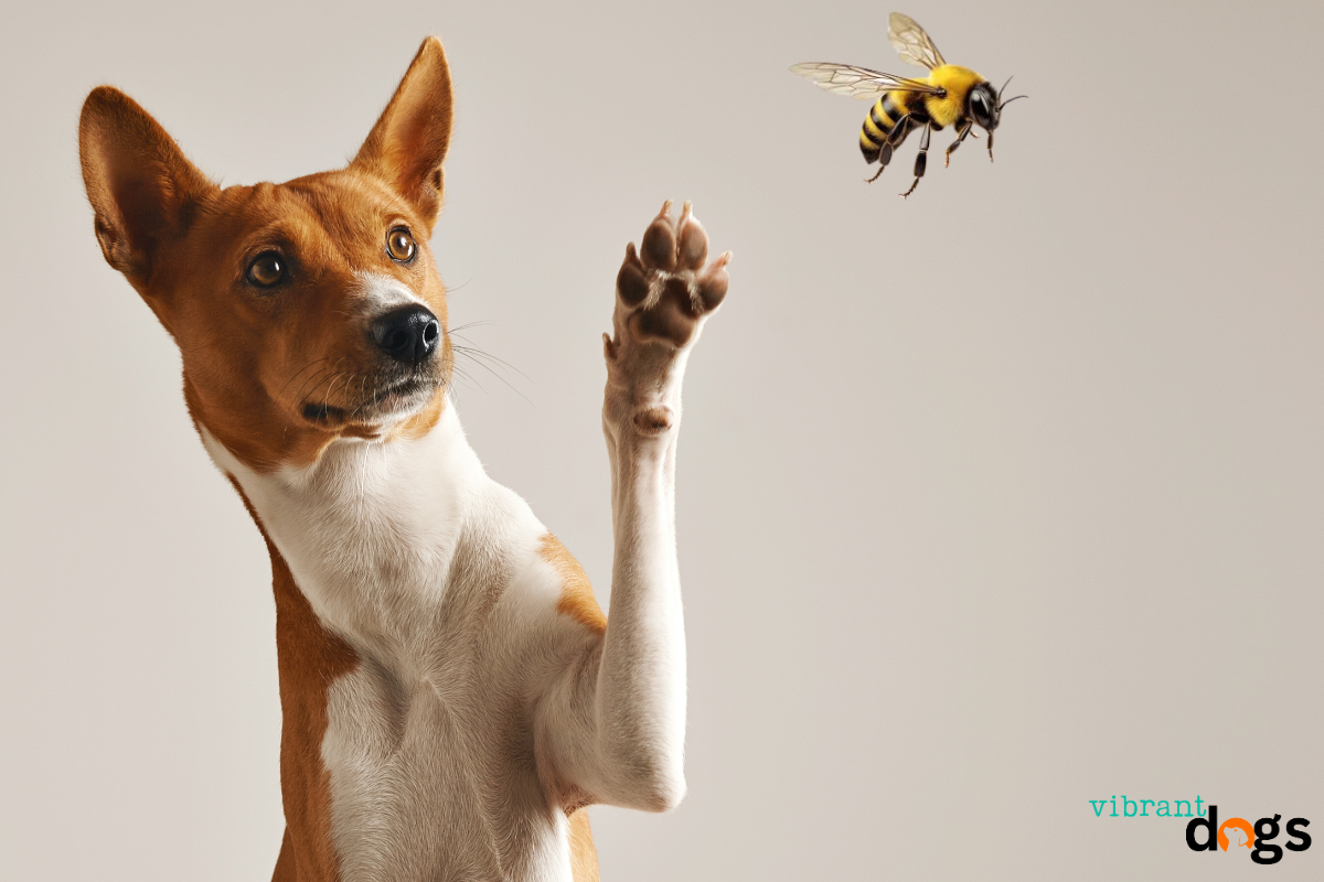 Dog Gets Stung by a Bee
