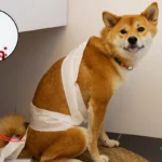 Dog Pooping Blood