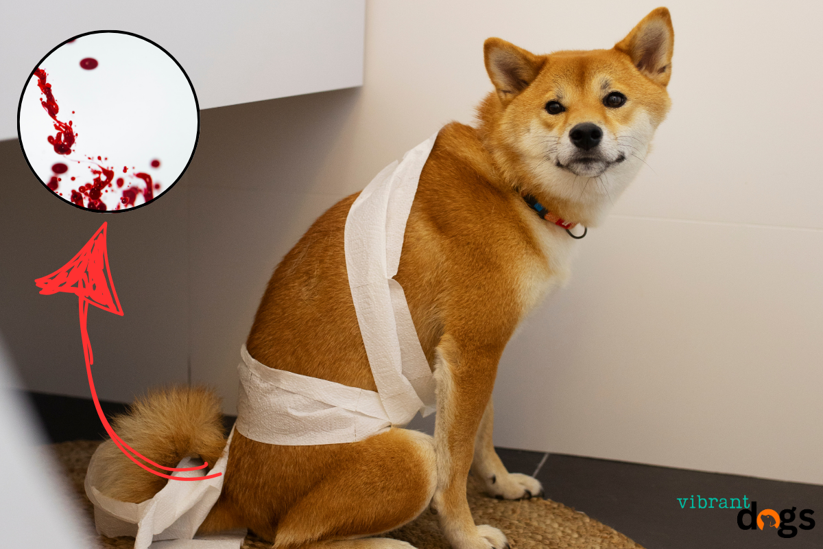 Dog Pooping Blood