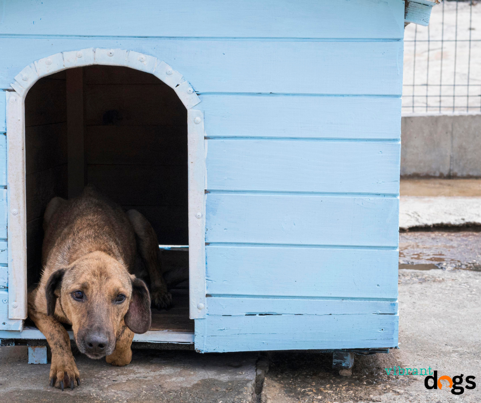 Dog and Door
