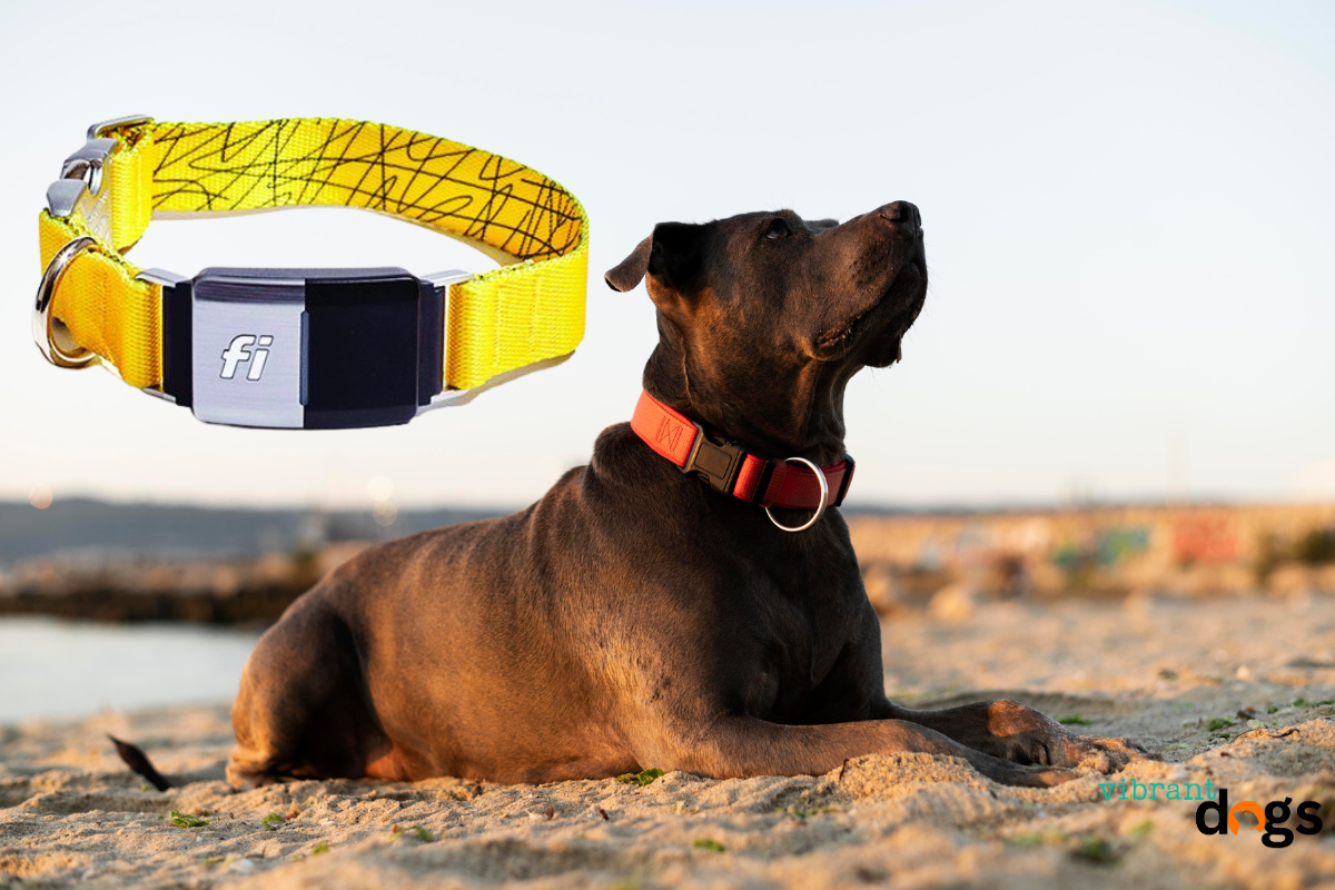 Fi Dog Collar