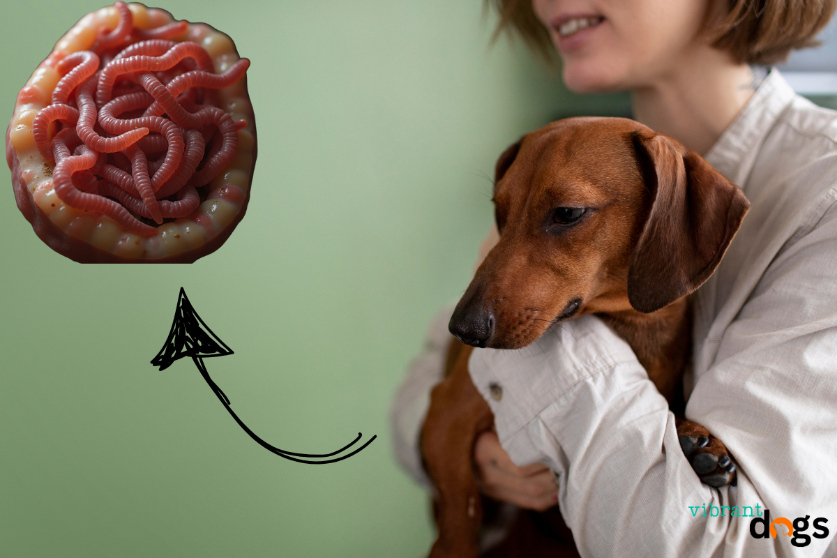 Hookworms in Dogs