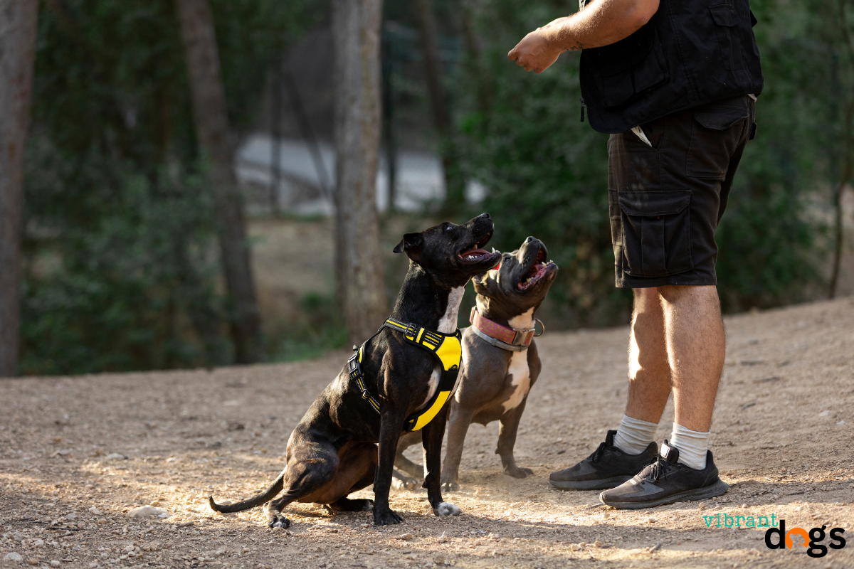 Service Dog Training