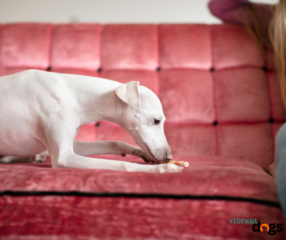Why Do Dogs Lick Their Paws